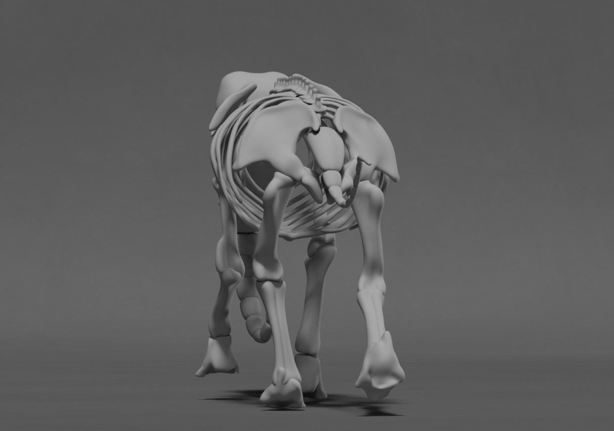 Elephant Skeleton 3D model_4