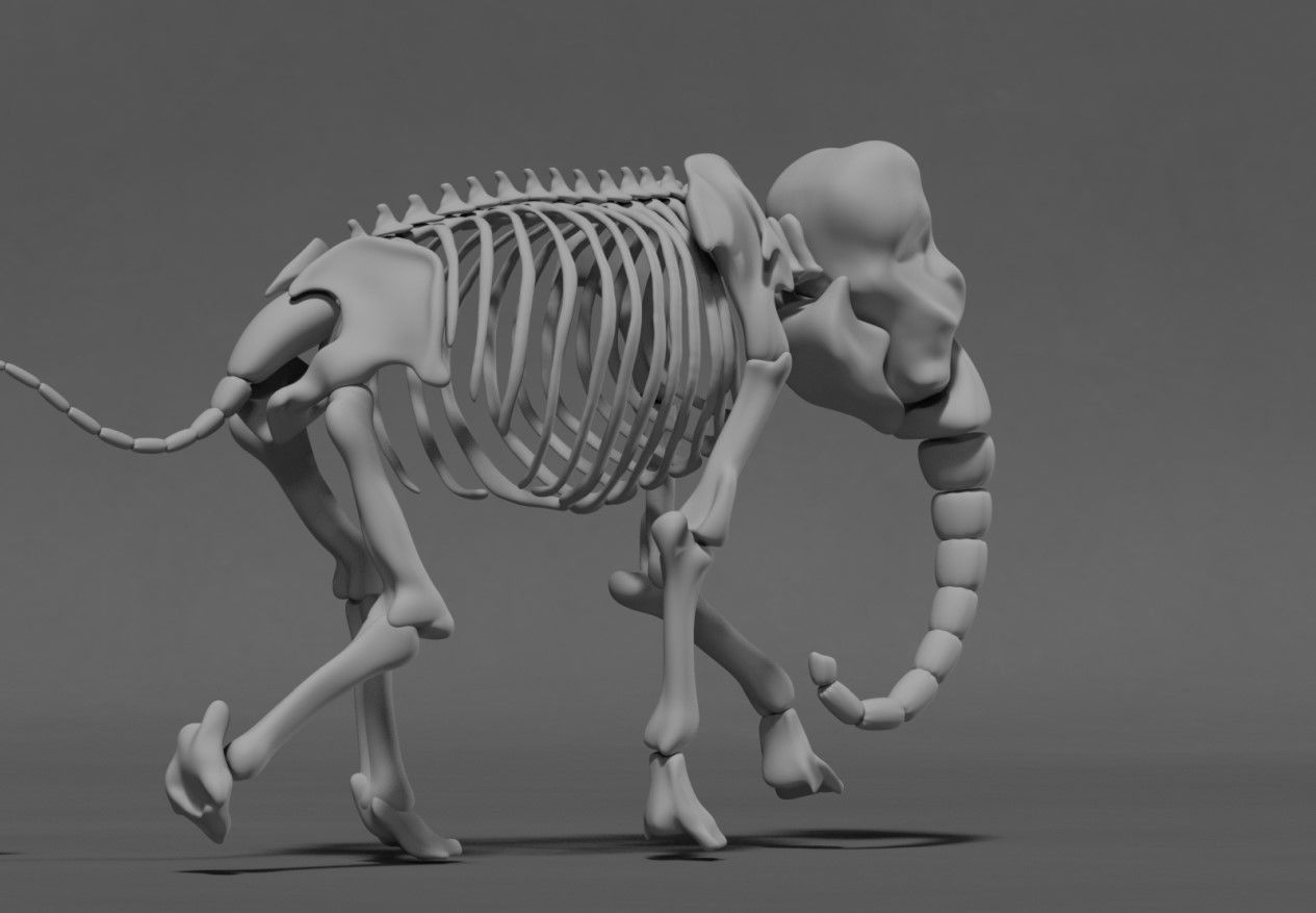 Elephant Skeleton 3D model_6