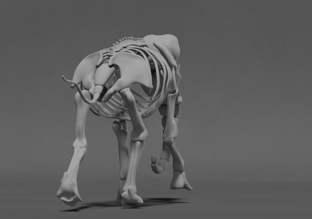 Elephant Skeleton 3D model_5