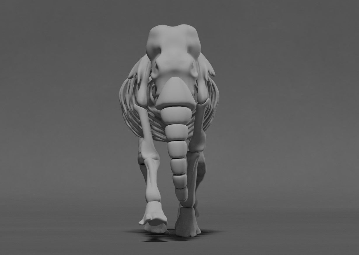 Elephant Skeleton 3D model_1
