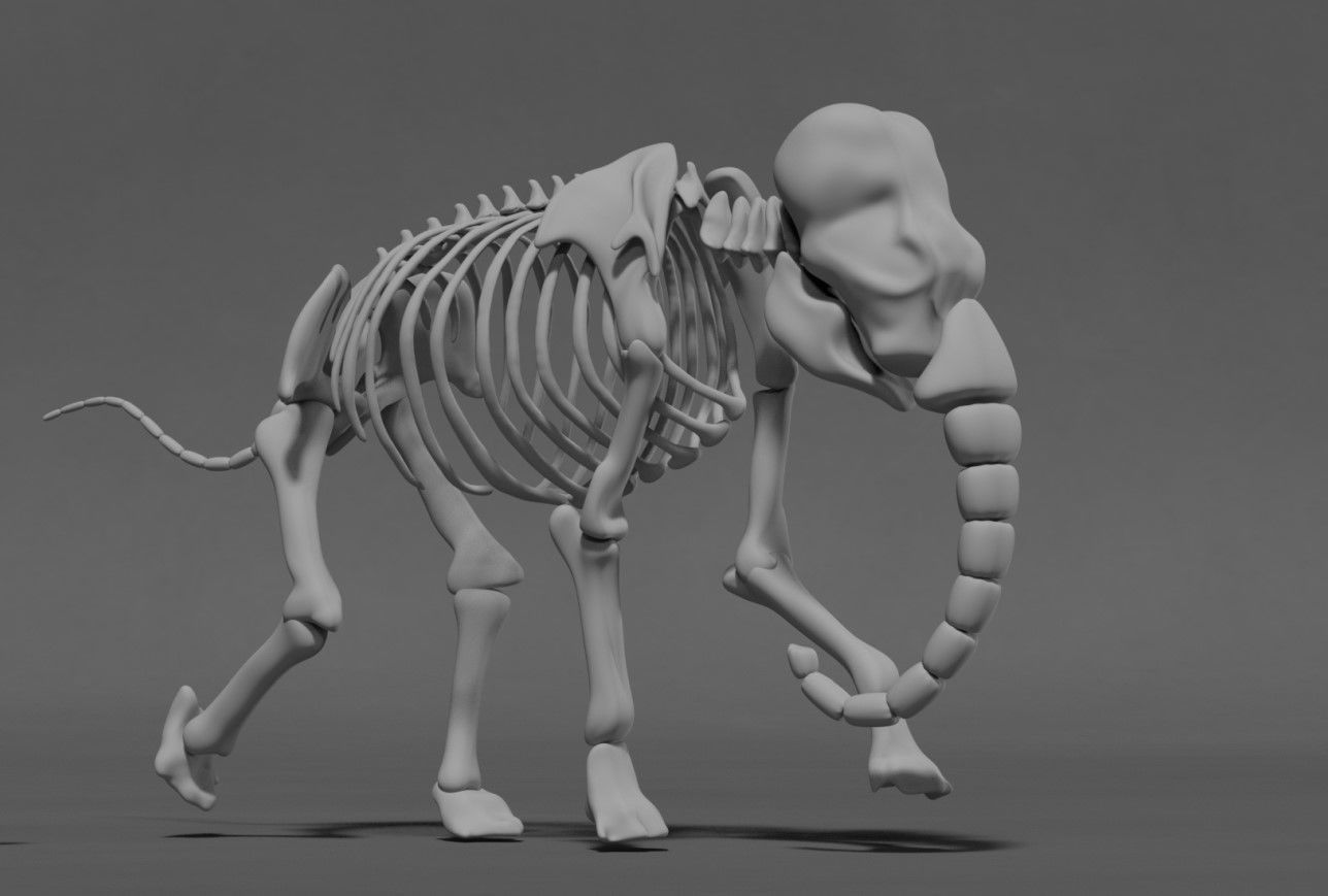 Elephant Skeleton 3D model_8