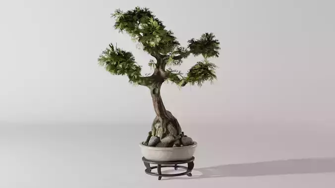 Bonsai tree