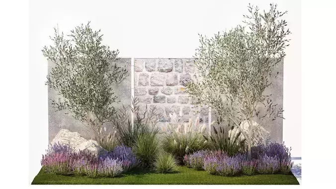 Beautiful garden with olive lavender and feather grass 1375