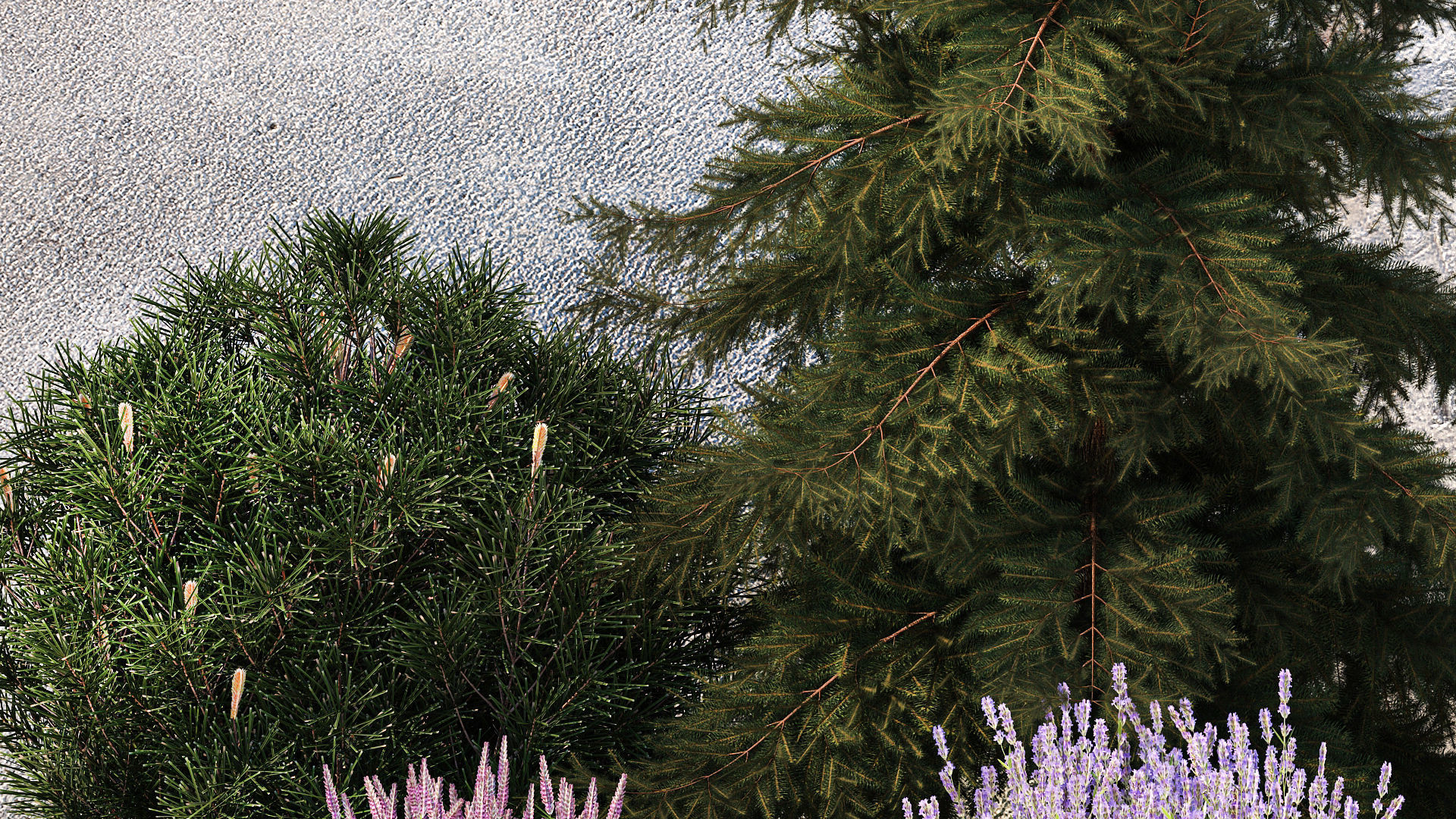 Beautiful garden lavender cypress spruce juniper 1376 3D model_5