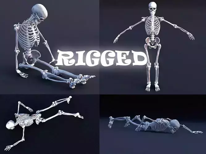 Sceleton rigged pack Low-poly 3D model