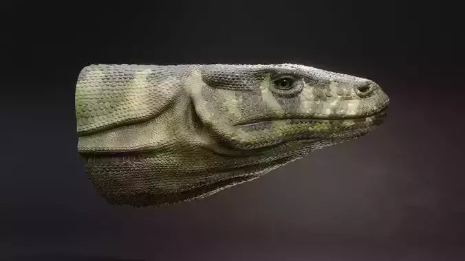 Komodo Dragon 3D model