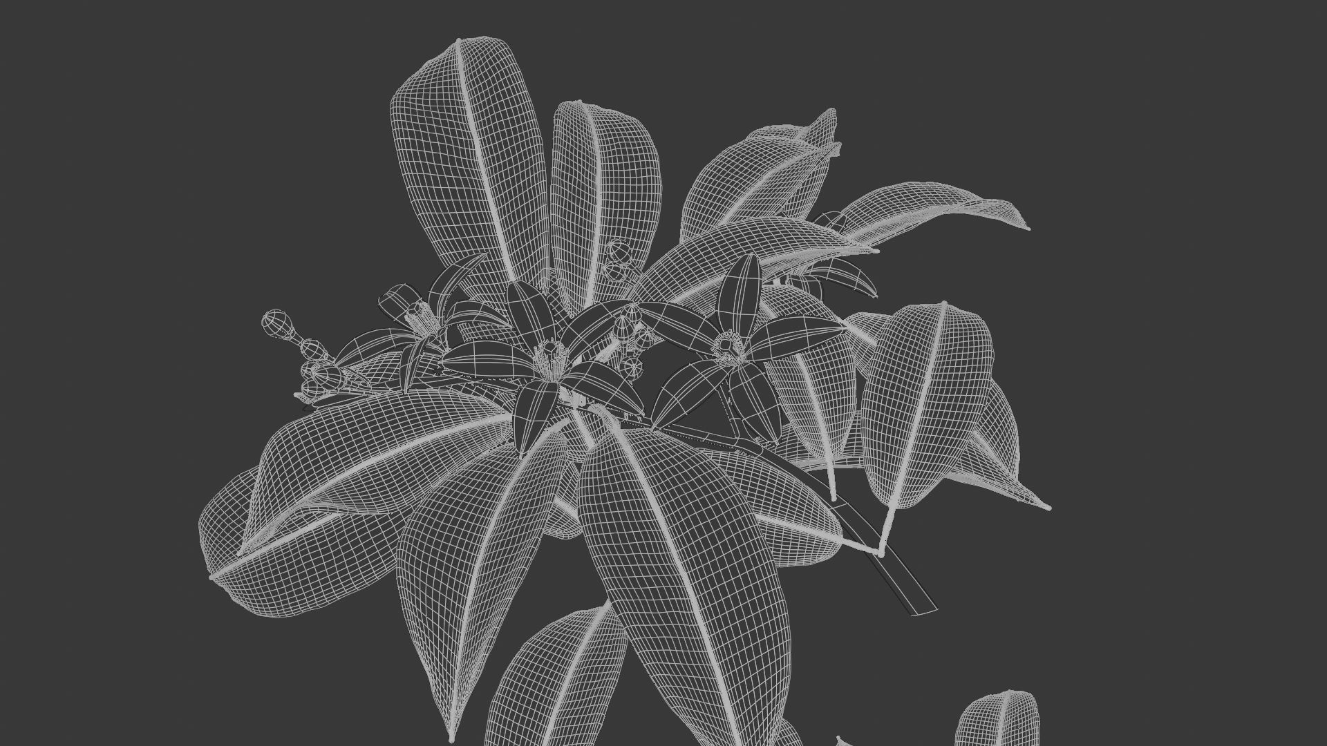 Neroli Orange Blossom 3D Model Low Poly Low-poly 3D model_8