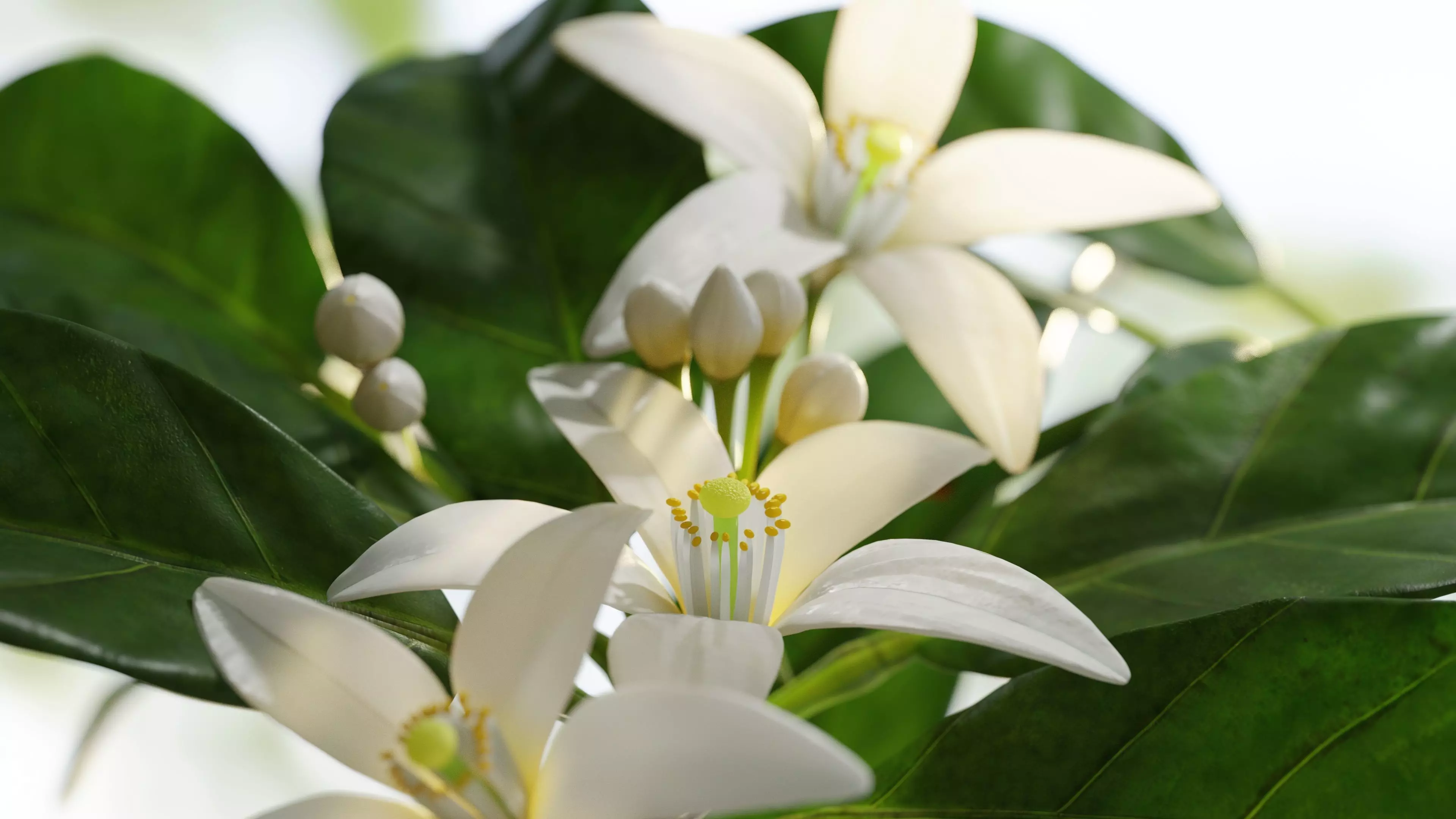 Neroli Orange Blossom 3D Model Low Poly Low-poly 3D model_1