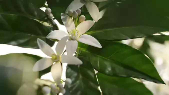 Neroli Orange Blossom 3D Model Low Poly Low-poly 3D model