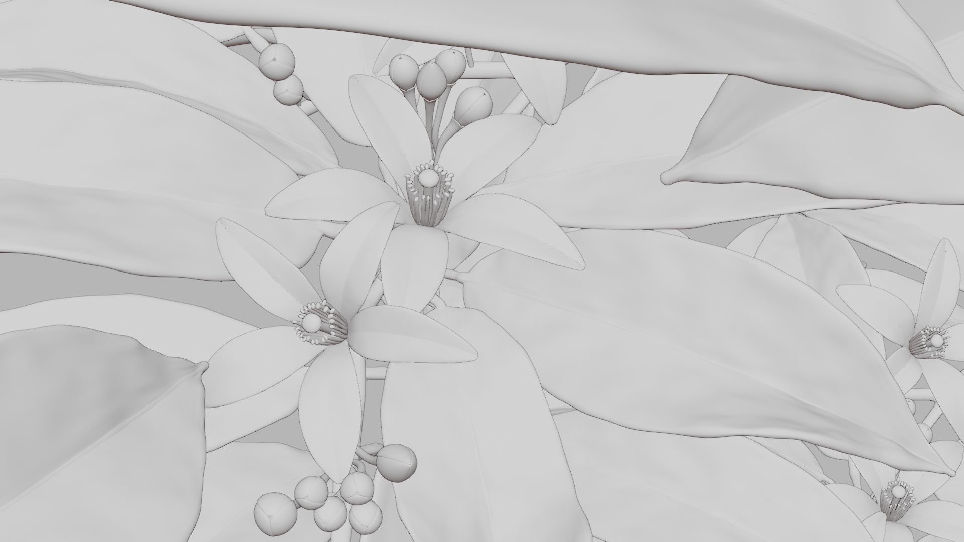 Neroli Orange Blossom 3D Model Low Poly Low-poly 3D model_4