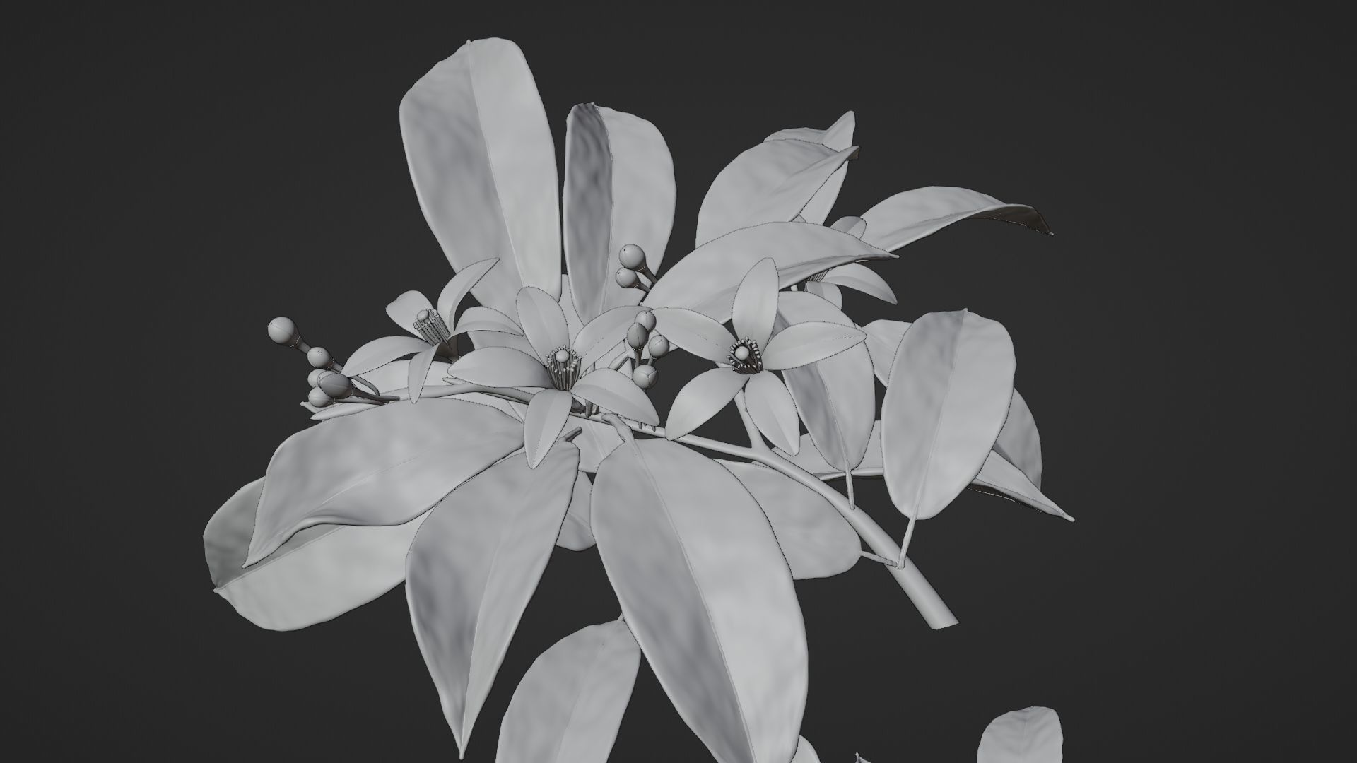 Neroli Orange Blossom 3D Model Low Poly Low-poly 3D model_6