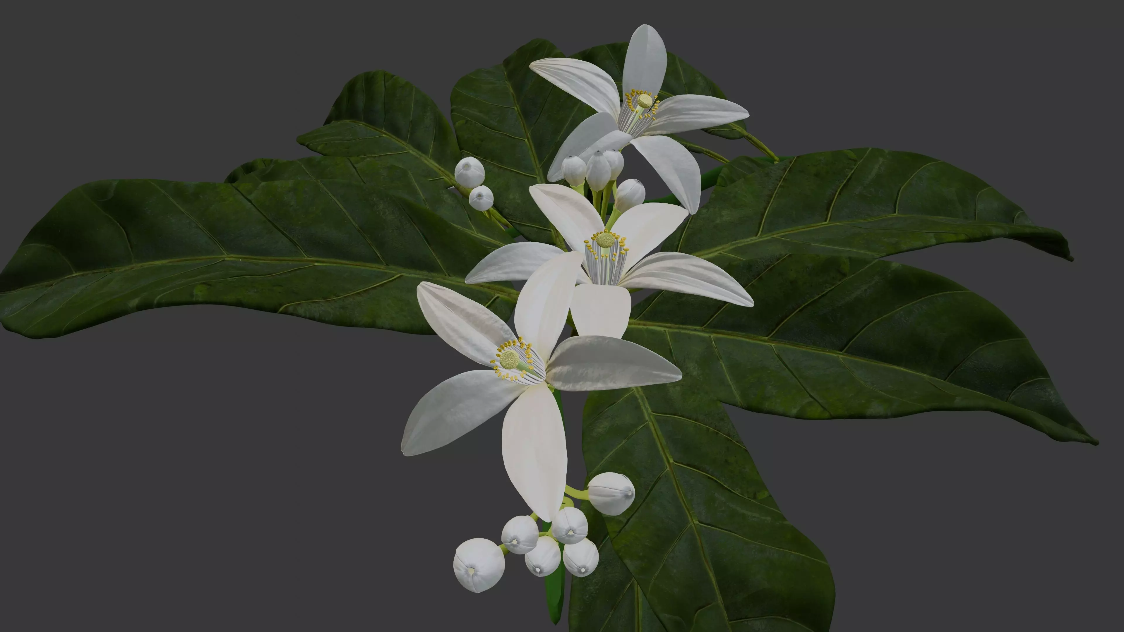 Neroli Orange Blossom 3D Model Low Poly Low-poly 3D model_3