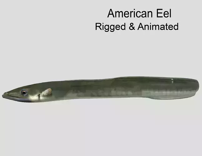 American Eel Realistic Animated Low-poly 3D model