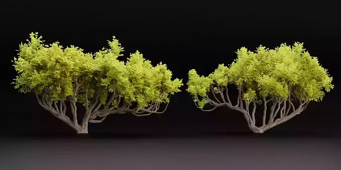 Australian trees collection vol 29-Blender