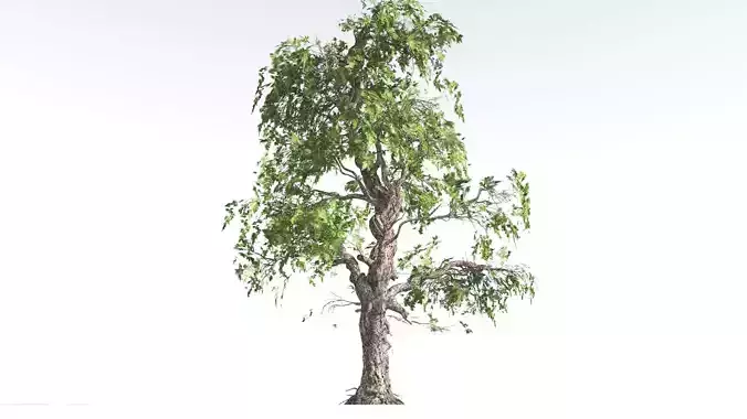 EVERYPlant Single-Leaf Pinyon Pine LowPoly 3 --16 Models-- Low-poly 3D model