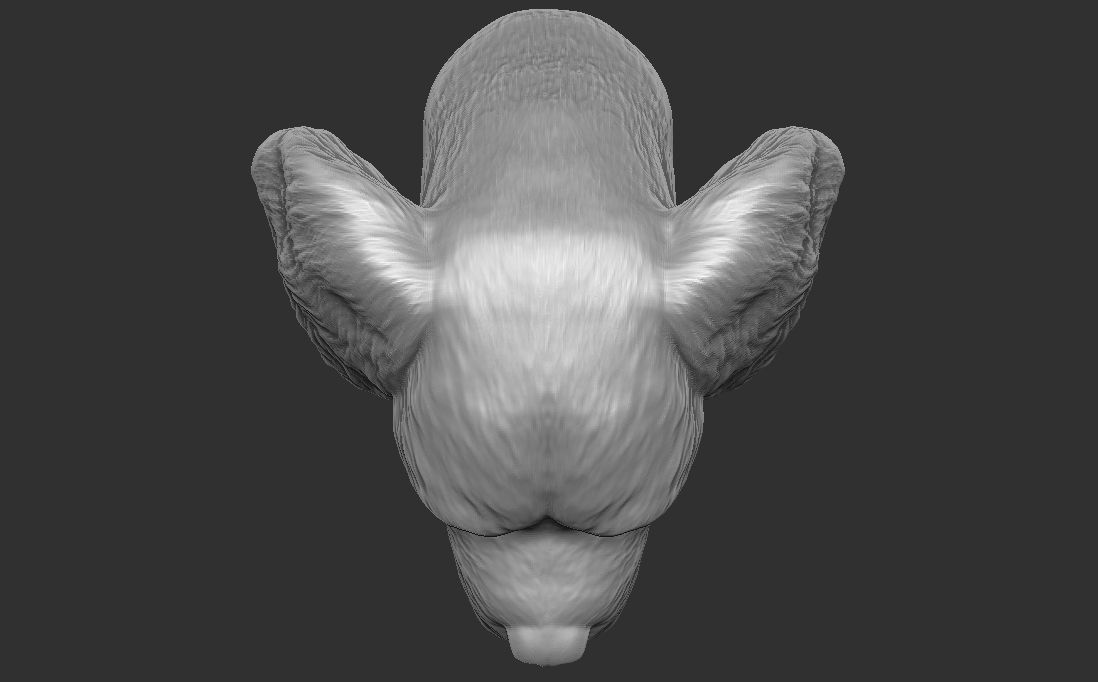 Spaniel Cavalier dog head for 3D printing 3D print model_22