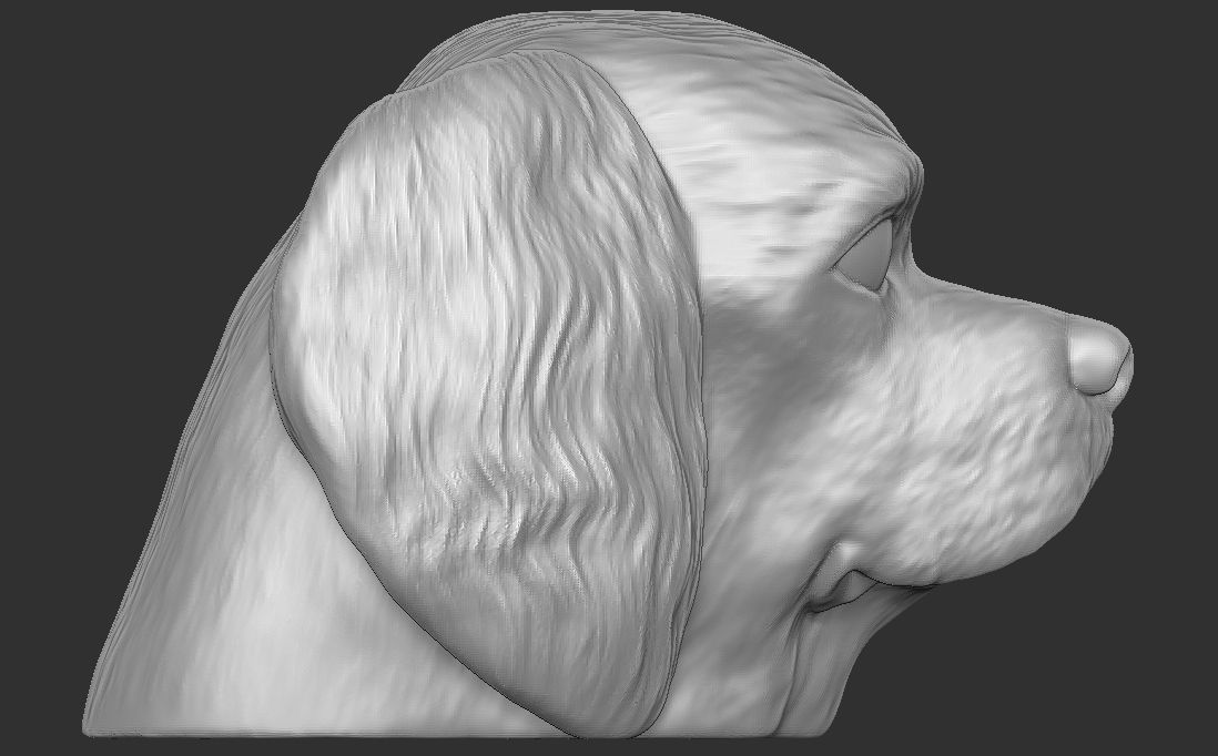 Spaniel Cavalier dog head for 3D printing 3D print model_9
