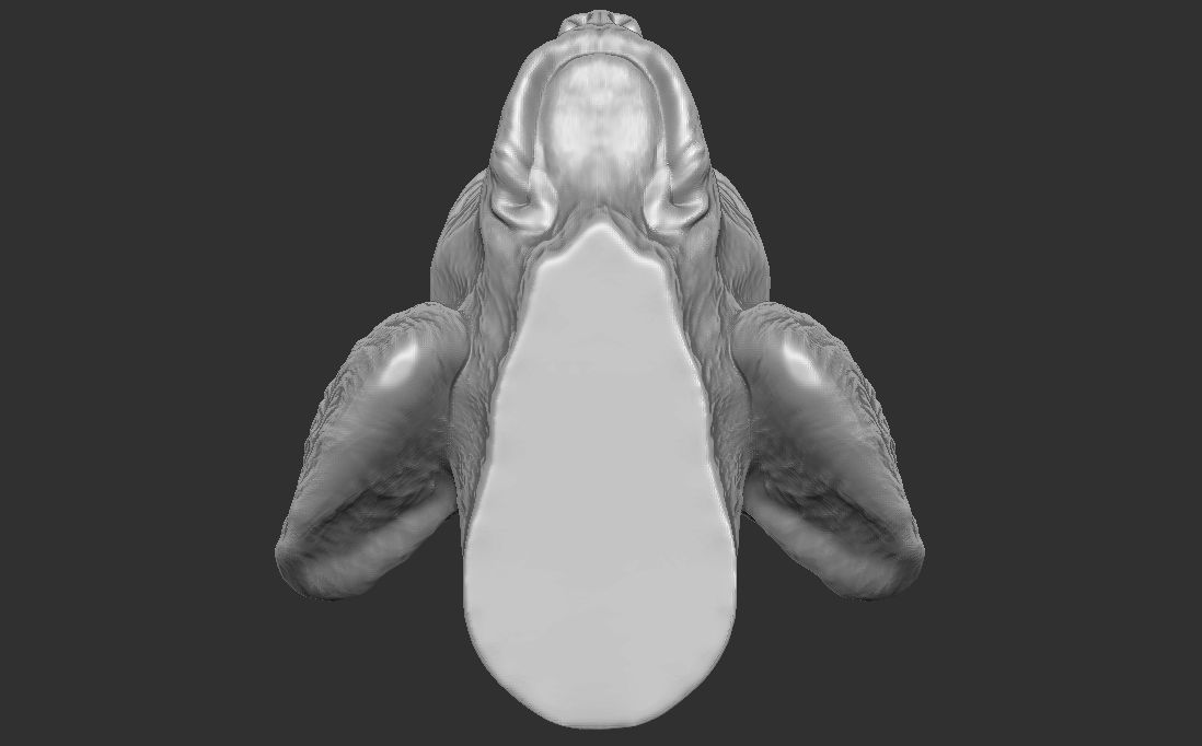 Spaniel Cavalier dog head for 3D printing 3D print model_23