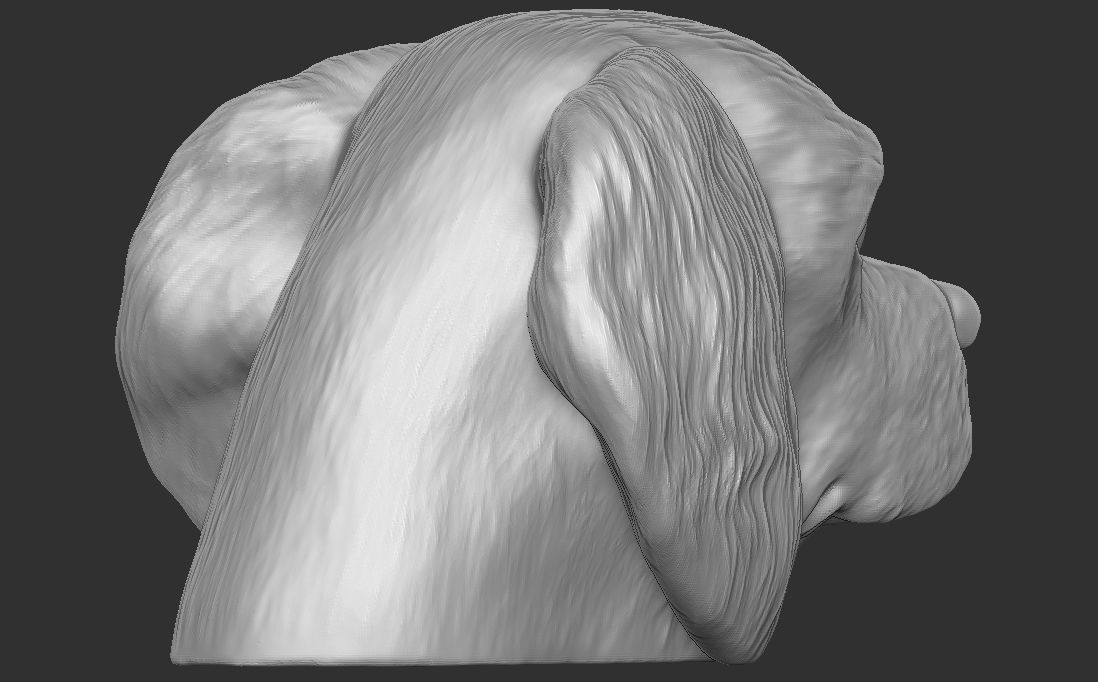 Spaniel Cavalier dog head for 3D printing 3D print model_10