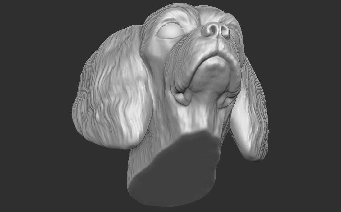 Spaniel Cavalier dog head for 3D printing 3D print model_18