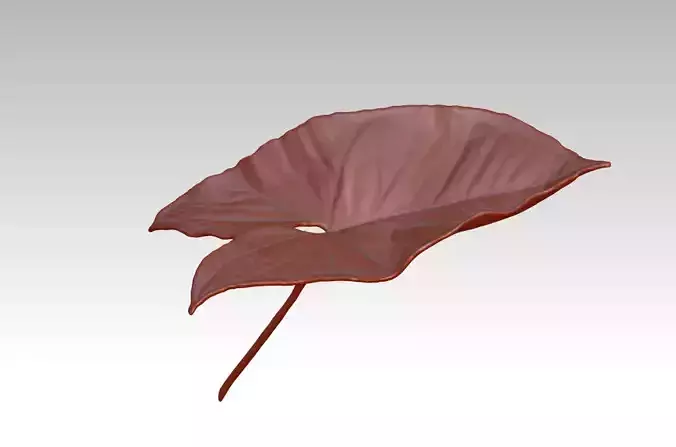 Plant leaf 3D printing STL sculpture 3D  Carapace leaf  ZB brush 3D print model