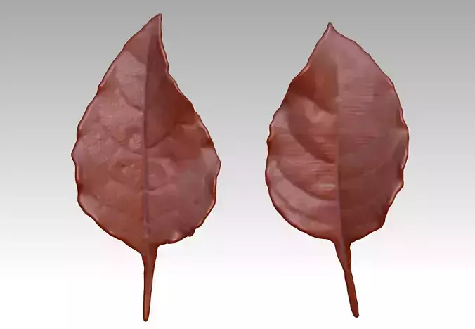 3D printing  STL Leaf sculpture 3D diagram ZBrus Leaf brush  3D print model