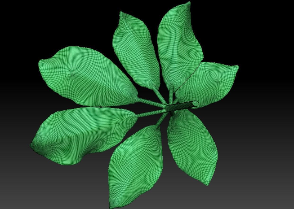 Chestnut leaf  Anthracus flower sculpture  ZB leaf brush 3D print model_6