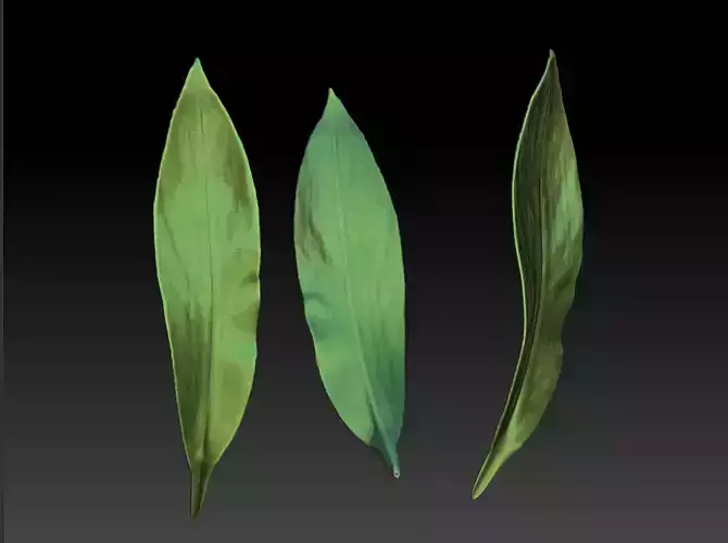 Colorful ginger leaves 3D Mottled moon peach leaf  ZB leaf brush