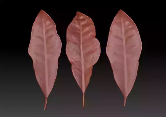 Sprinkling FIG leaf leaf sculpture  leaf texture ZB leaf brush