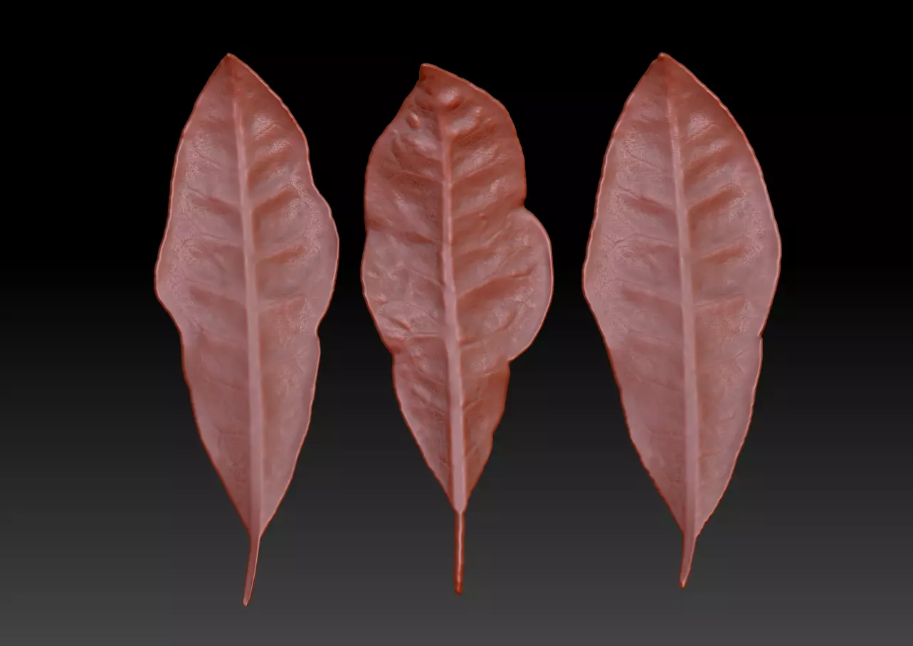 Sprinkling FIG leaf leaf sculpture  leaf texture ZB leaf brush 3D print model_0