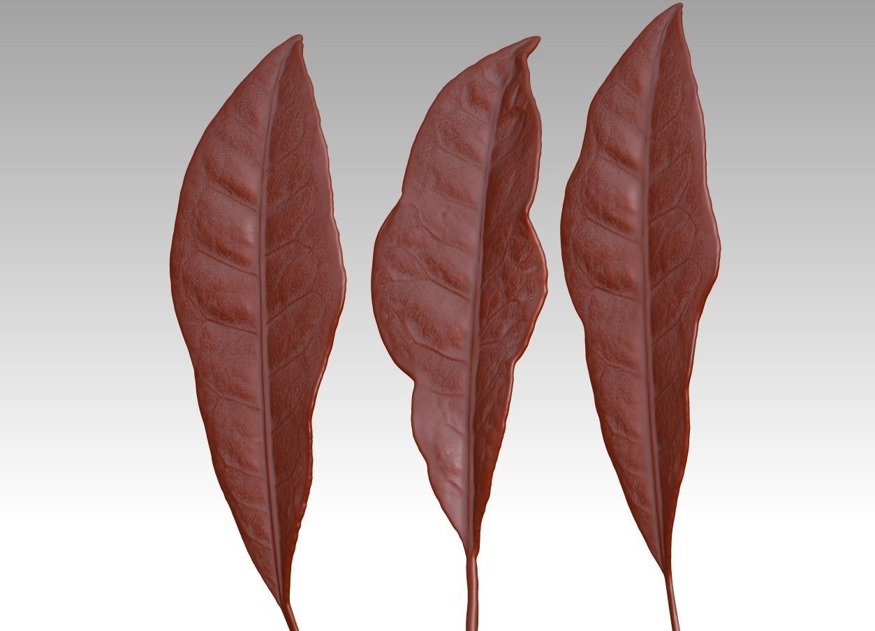 Sprinkling FIG leaf leaf sculpture  leaf texture ZB leaf brush 3D print model_2