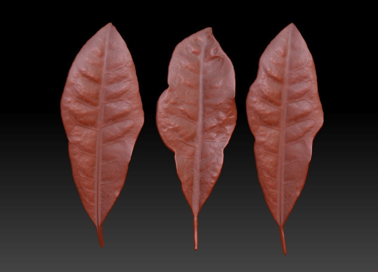 Sprinkling FIG leaf leaf sculpture  leaf texture ZB leaf brush 3D print model_3