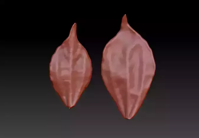 Leaves 3D image of leaves 3D of plant leaves Printed leaves STL 3D print model