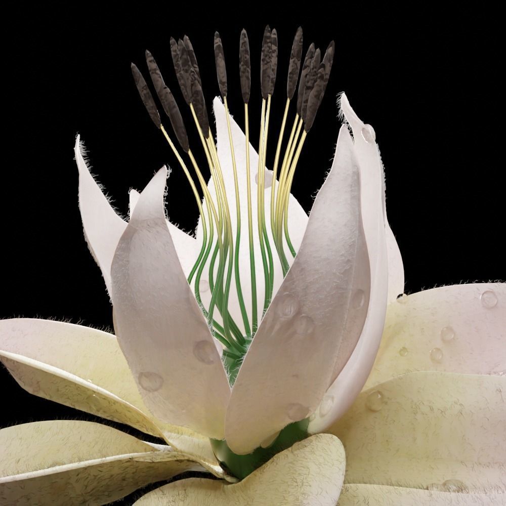 Unique Flower 07 3D model_3