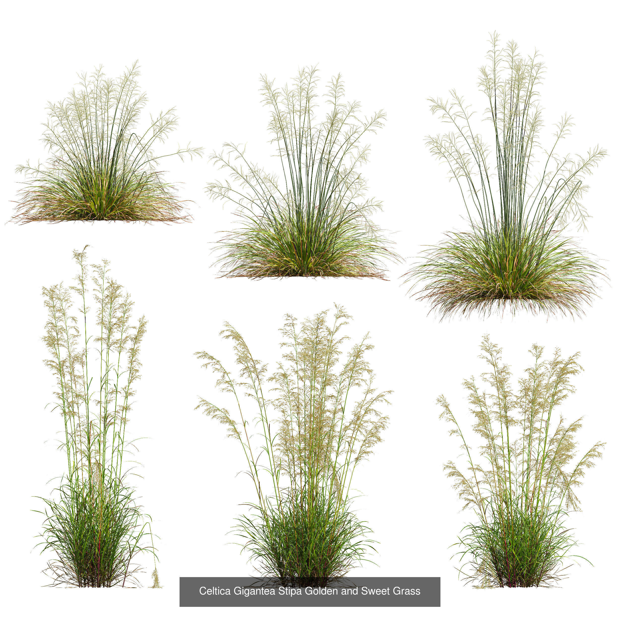 80 Different SETS Of Grass and Bush SET VOL08 3D Model Collection_148