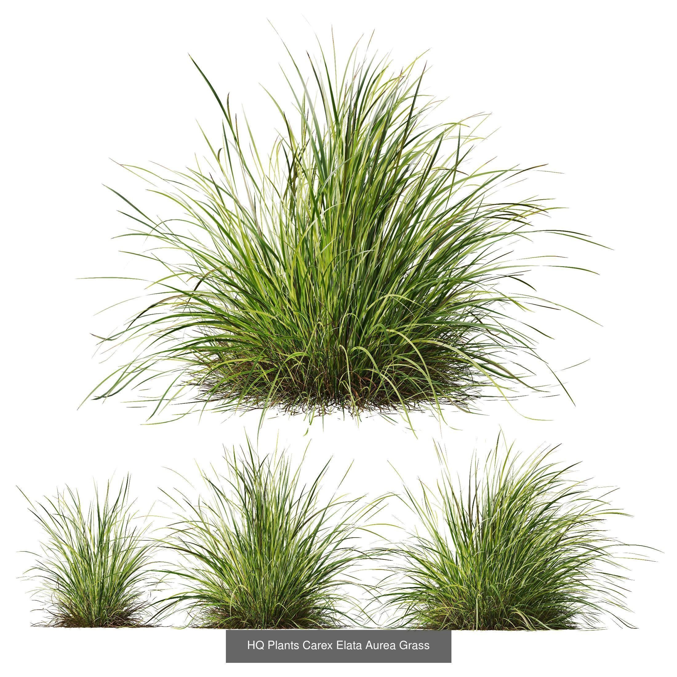 80 Different SETS Of Grass and Bush SET VOL08 3D Model Collection_44