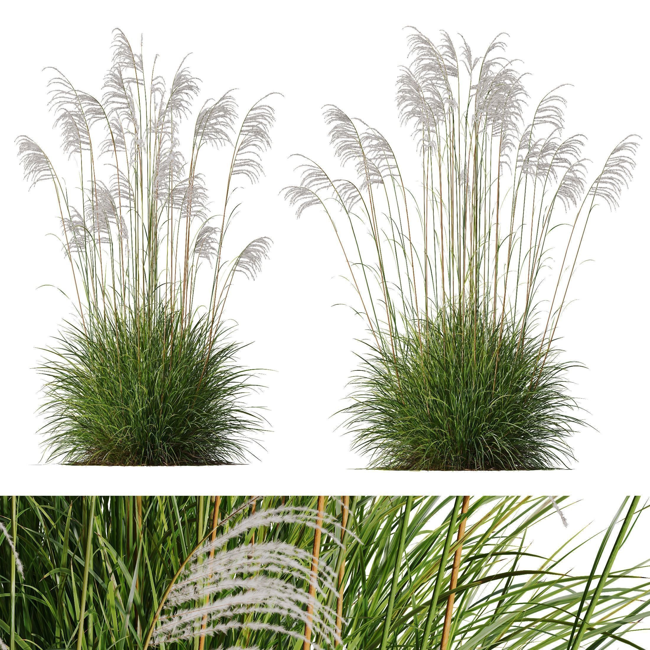 80 Different SETS Of Grass and Bush SET VOL08 3D Model Collection_163