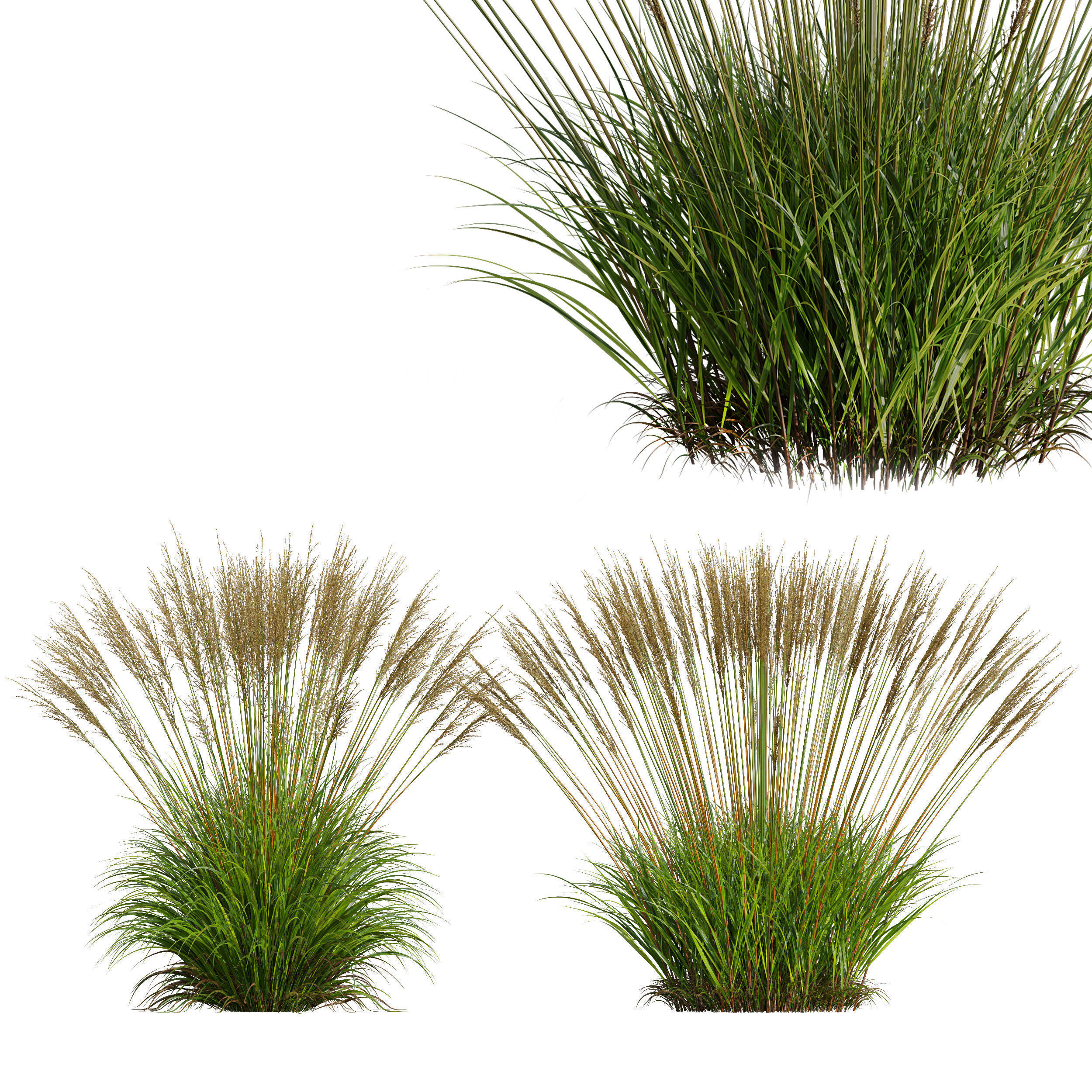 80 Different SETS Of Grass and Bush SET VOL08 3D Model Collection_157