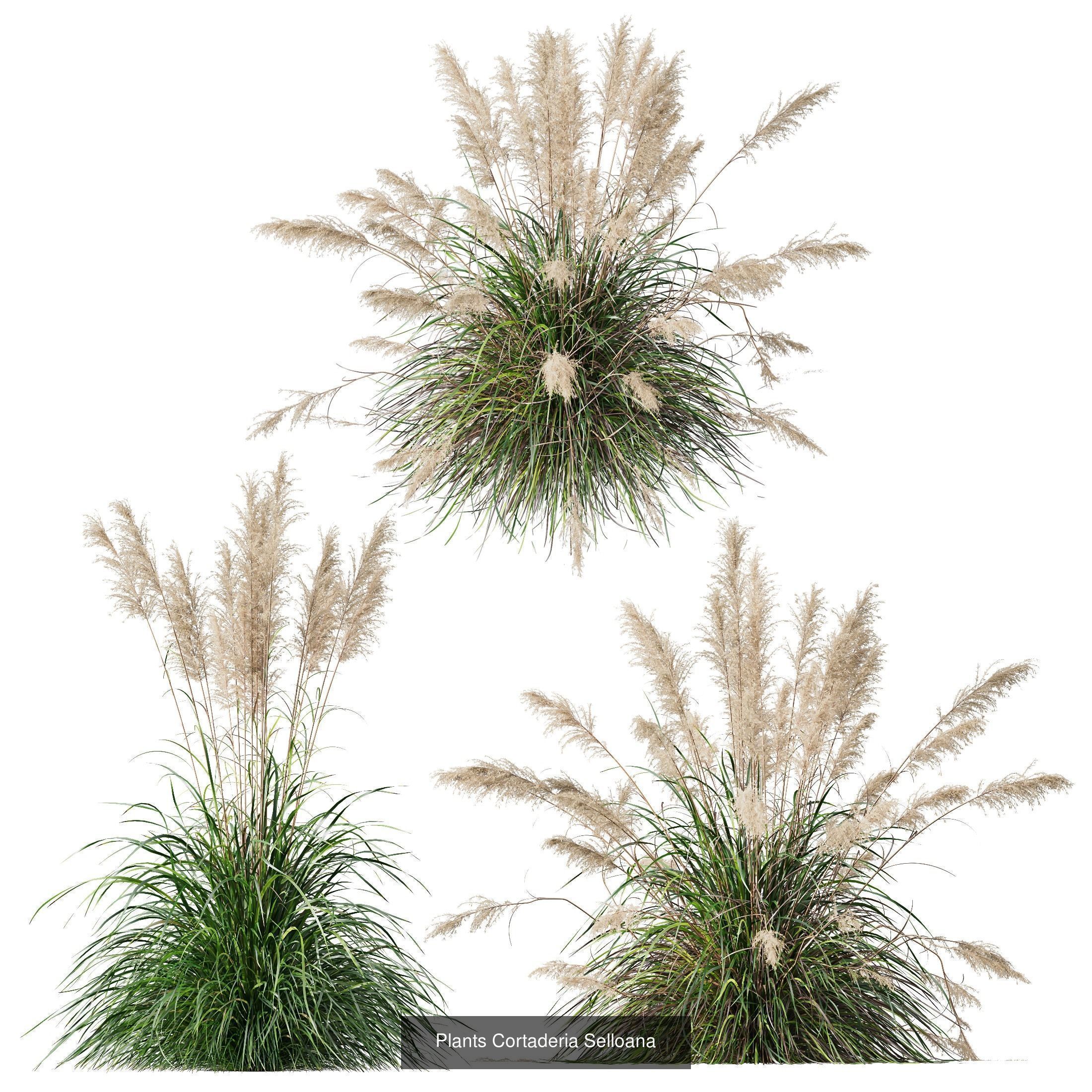 80 Different SETS Of Grass and Bush SET VOL08 3D Model Collection_162