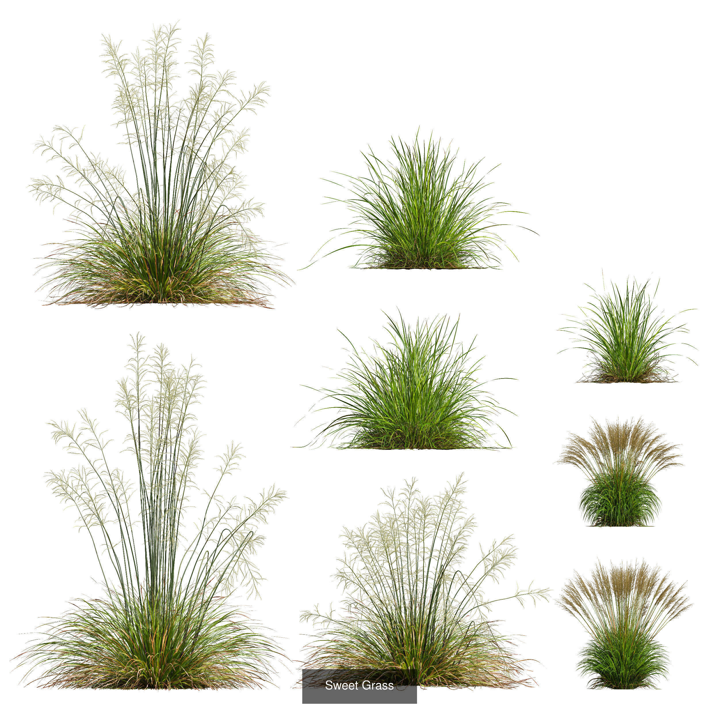 80 Different SETS Of Grass and Bush SET VOL08 3D Model Collection_166