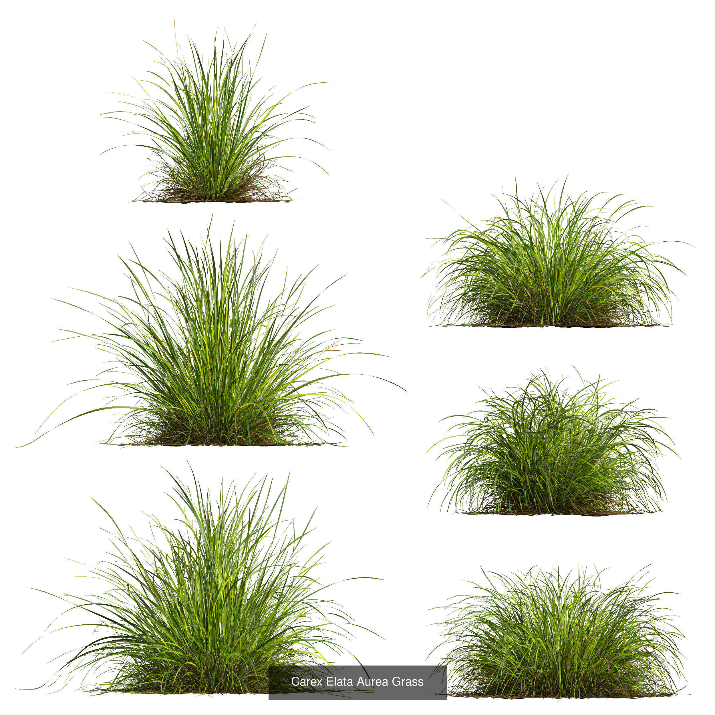 80 Different SETS Of Grass and Bush SET VOL08 3D Model Collection_144