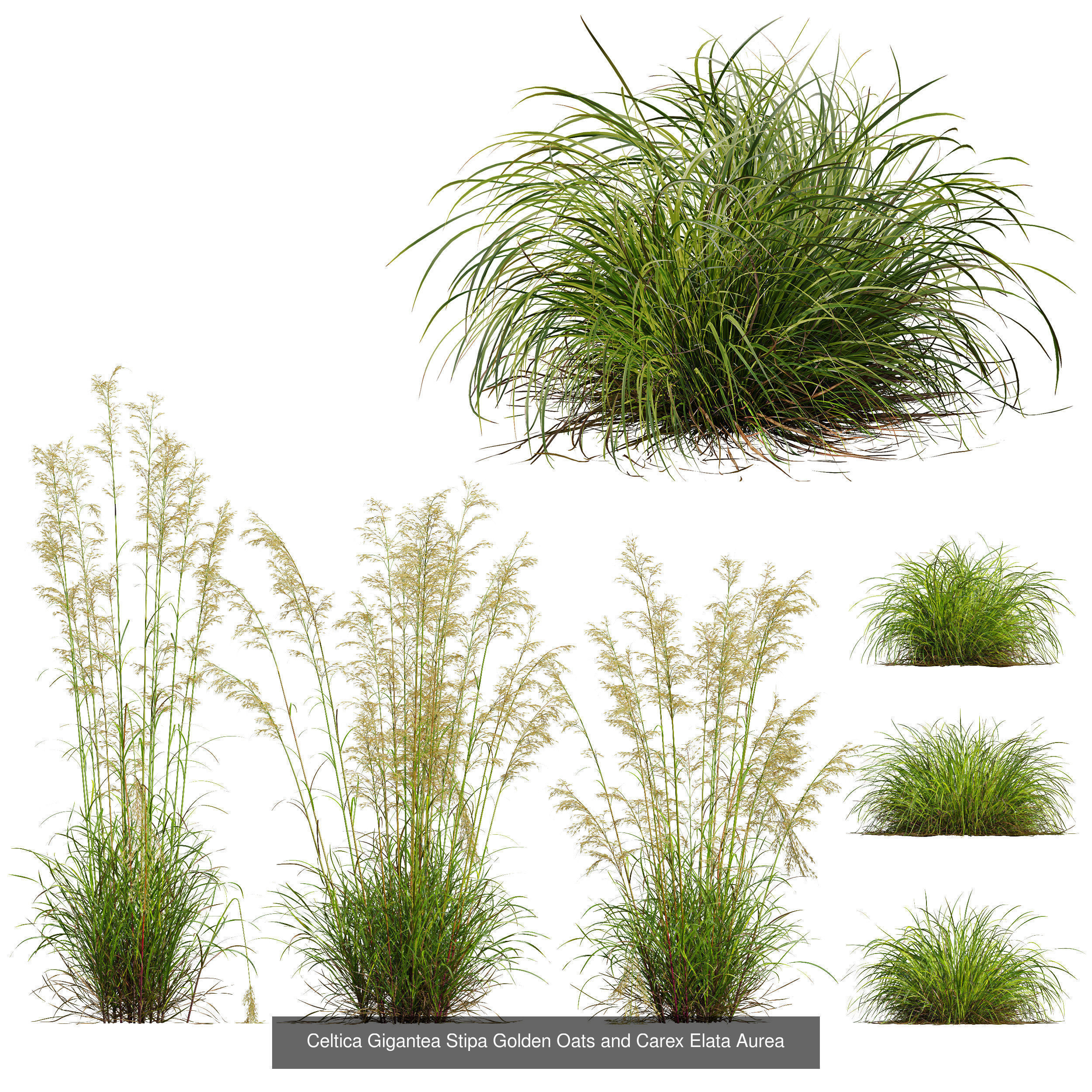 80 Different SETS Of Grass and Bush SET VOL08 3D Model Collection_150