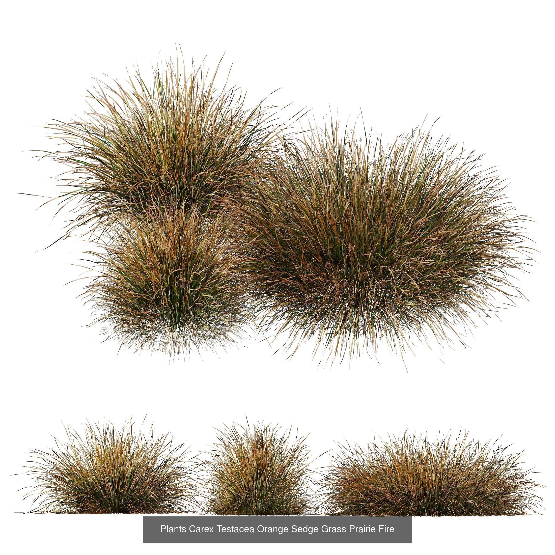 80 Different SETS Of Grass and Bush SET VOL08 3D Model Collection_54