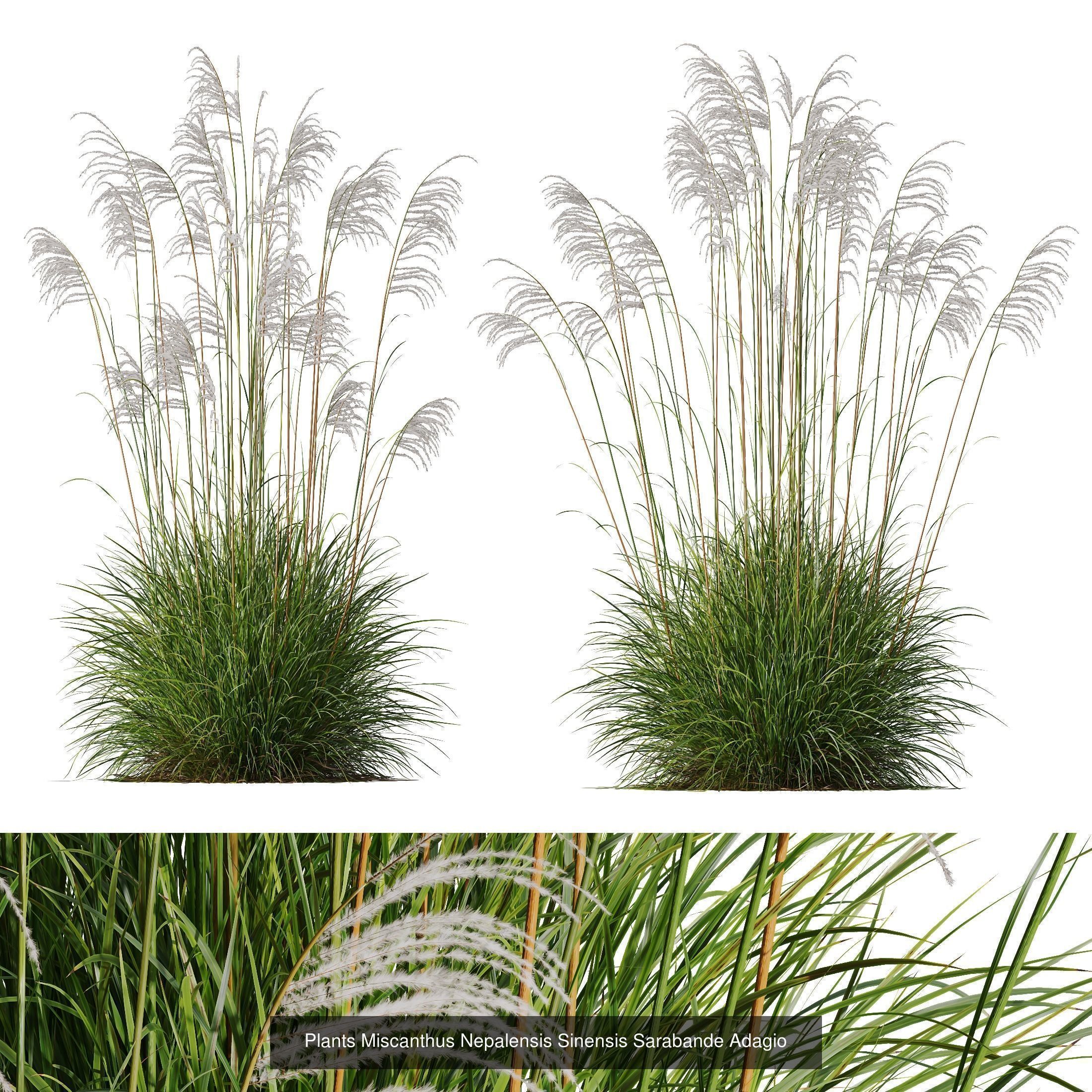 80 Different SETS Of Grass and Bush SET VOL08 3D Model Collection_96