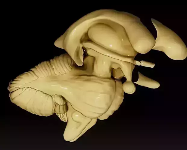 The brain stem and the fourth ventricle 3D print model