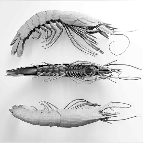 shrimp dish Low-poly 3D model 6