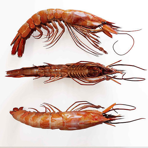 shrimp dish Low-poly 3D model 2