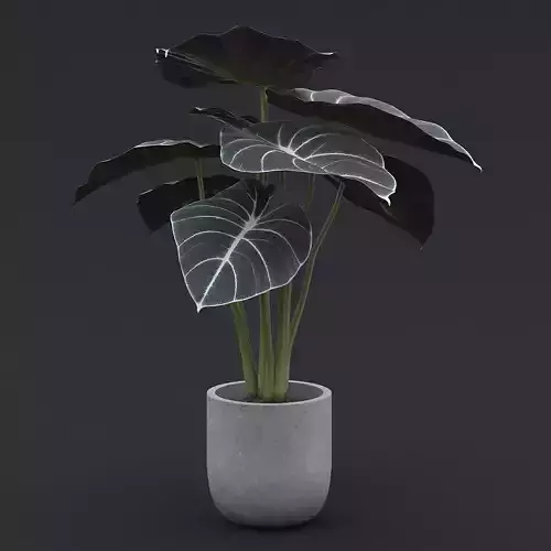Alocasia Black Velvet I 3D model
