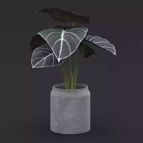 Alocasia Black Velvet II  3D model