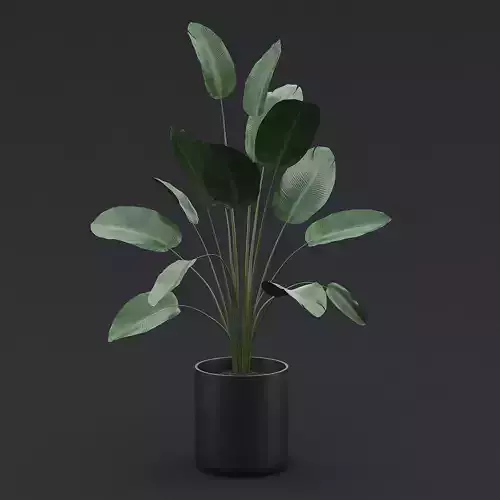 Bird Of Paradise I 3D model